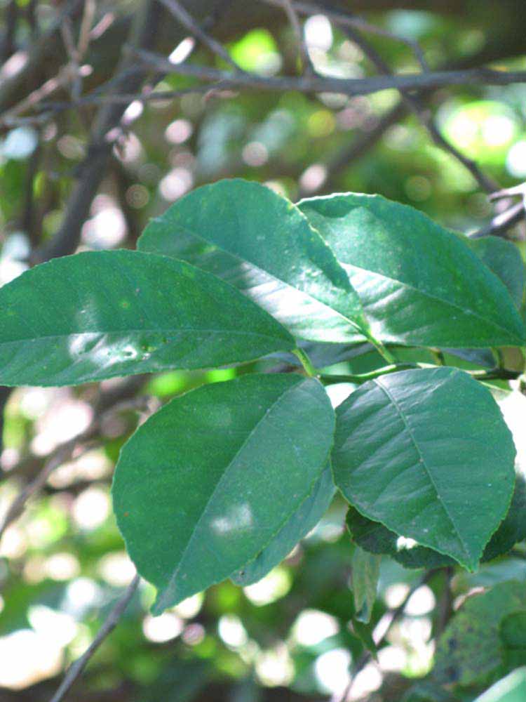             Shade leaves (Winter Haven, FL)       